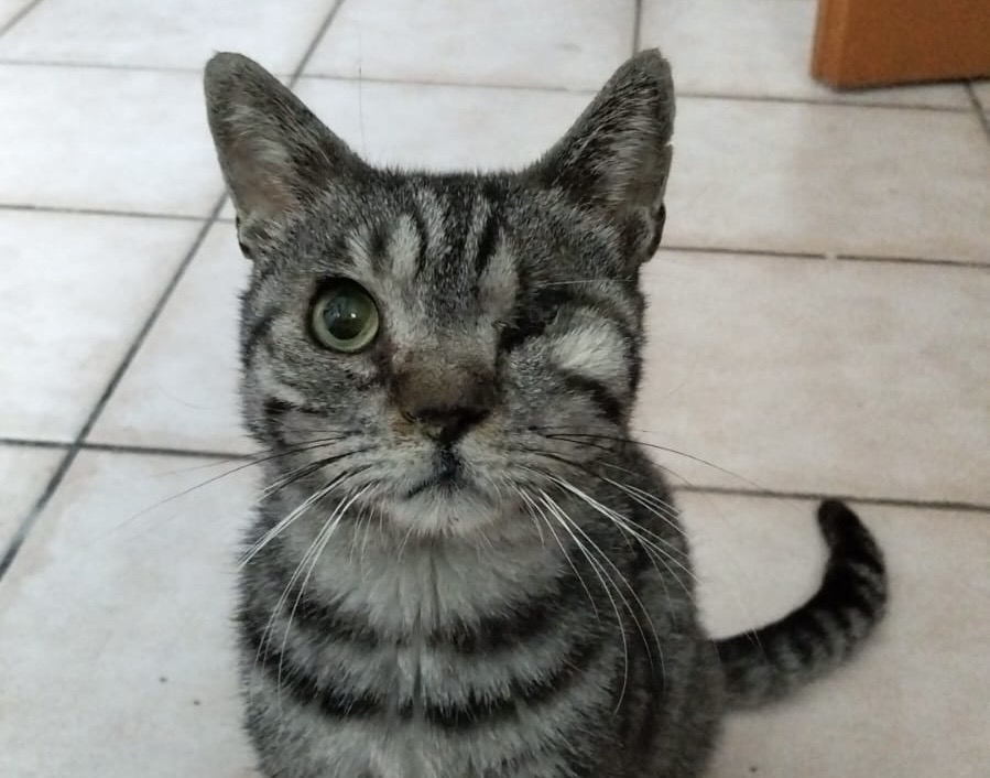 Mircio, il gatto con otto vite e un solo occhio